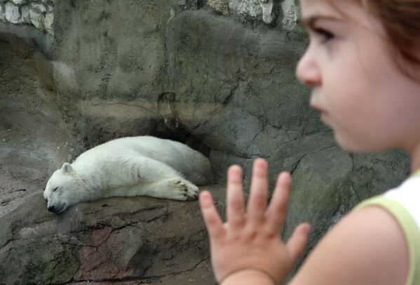 Белый медведь спит в вольере Московского зоопарка.