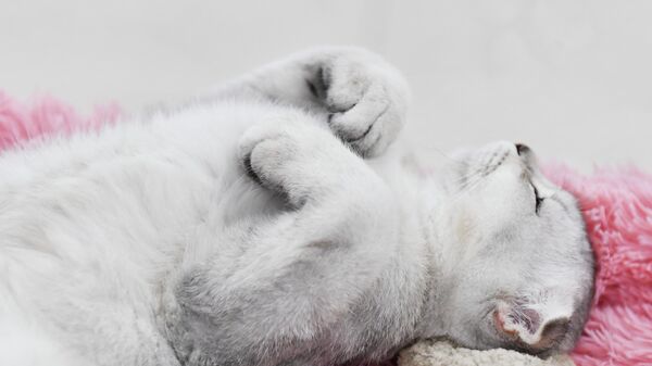 Кошка спит на выставке  - Sputnik Беларусь