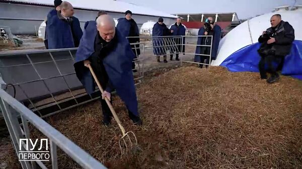 Вилы мне принеси: Лукашенко раскритиковал аграриев за содержание телят (видео) - Sputnik Беларусь