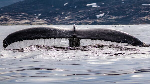 Горбатый кит  - Sputnik Беларусь