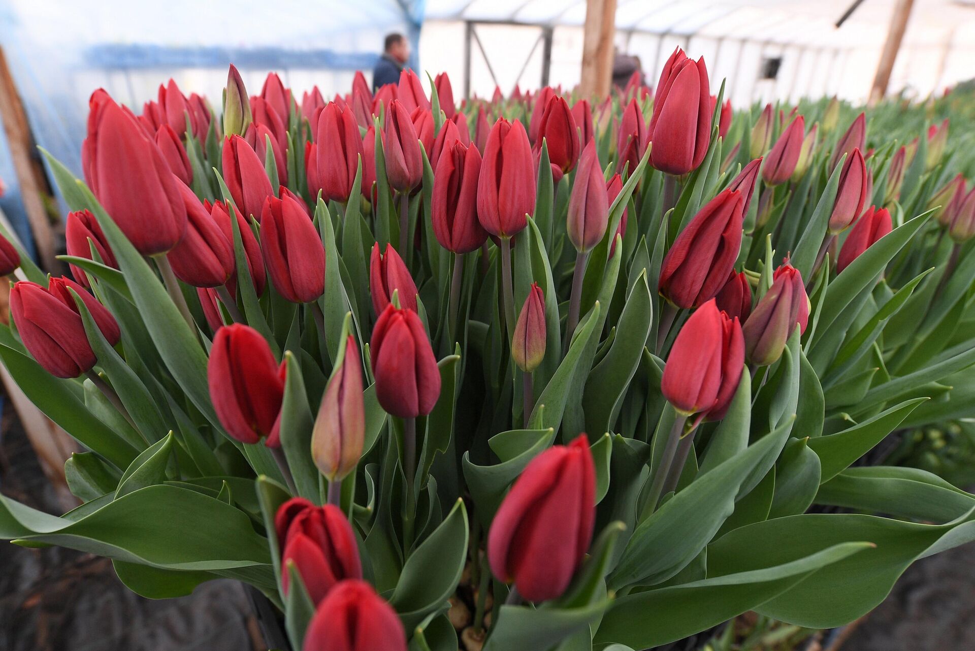 Тюльпаны - Sputnik Беларусь, 1920, 03.03.2026