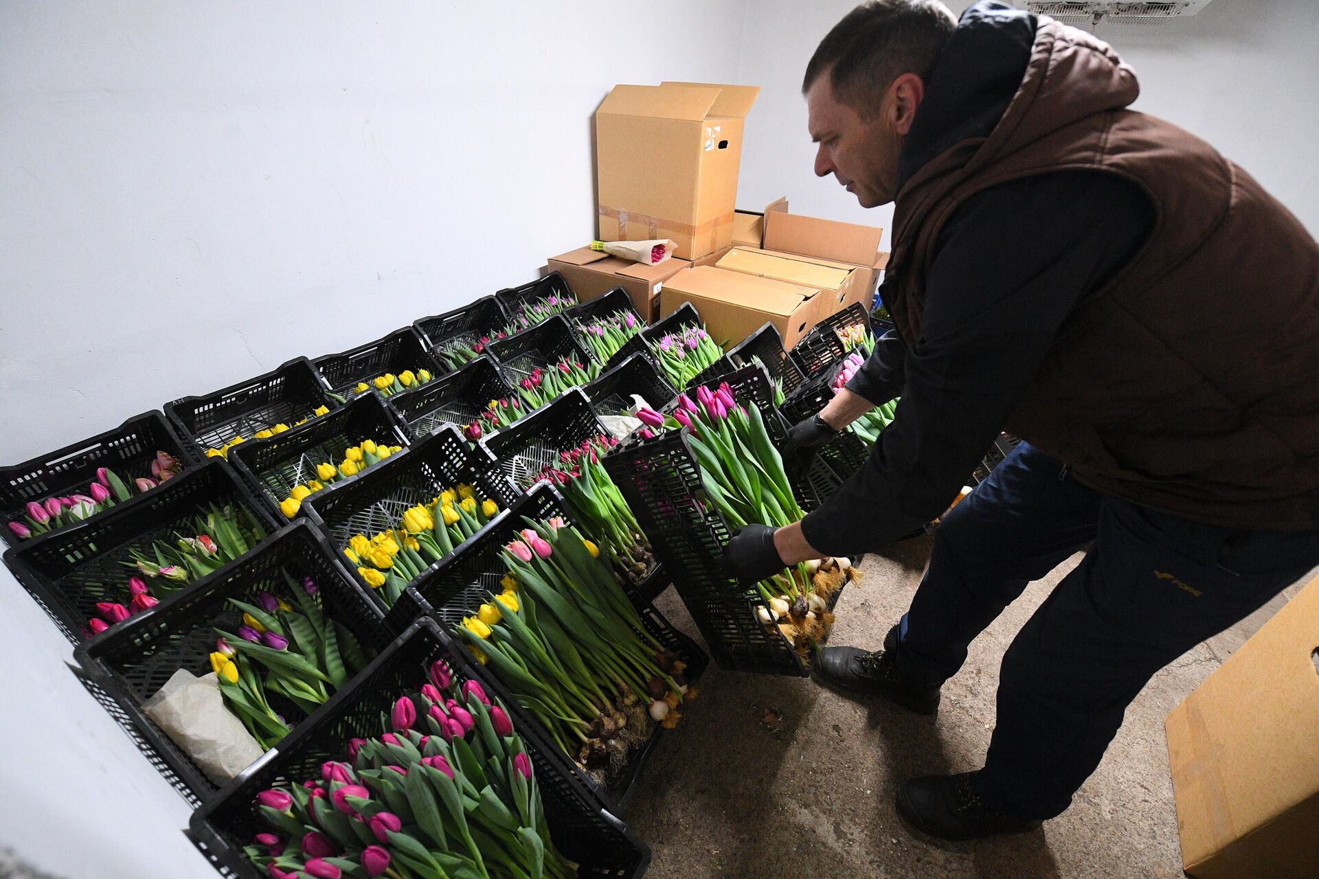 Тюльпаны - Sputnik Беларусь, 1920, 03.03.2026