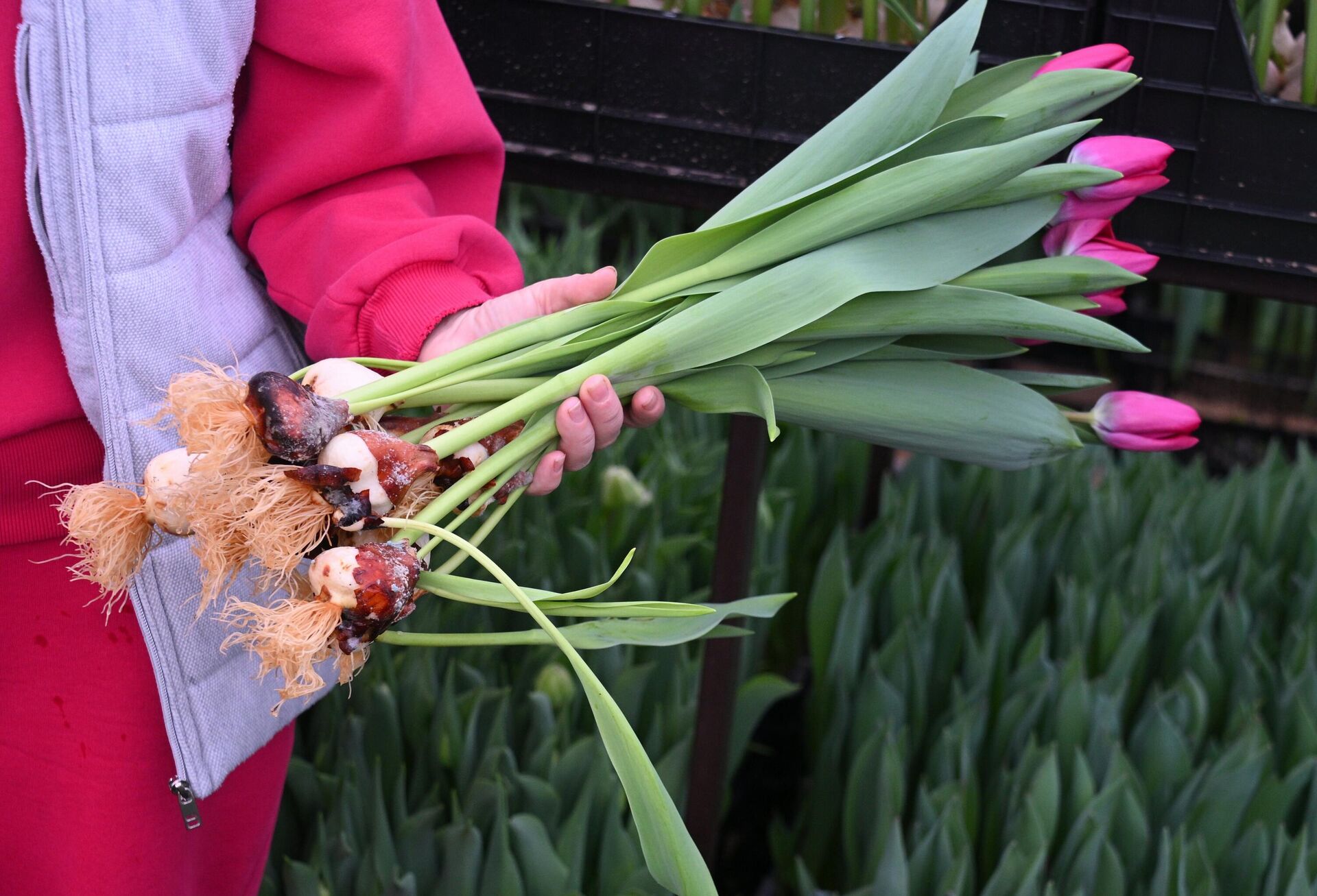 Тюльпаны - Sputnik Беларусь, 1920, 03.03.2026