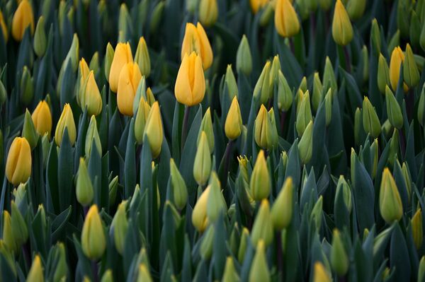 Тюльпаны - Sputnik Беларусь