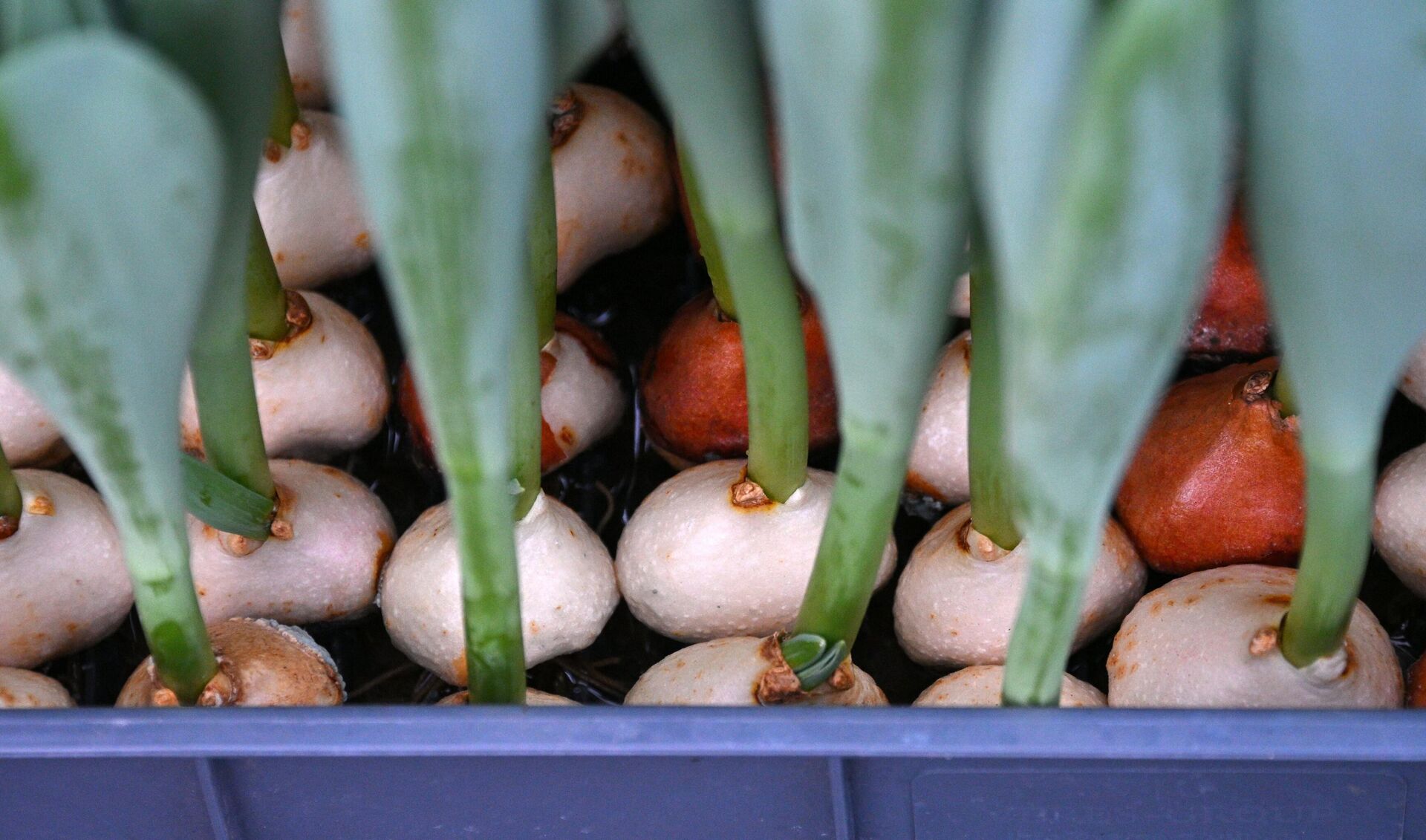 Тюльпаны - Sputnik Беларусь, 1920, 03.03.2026