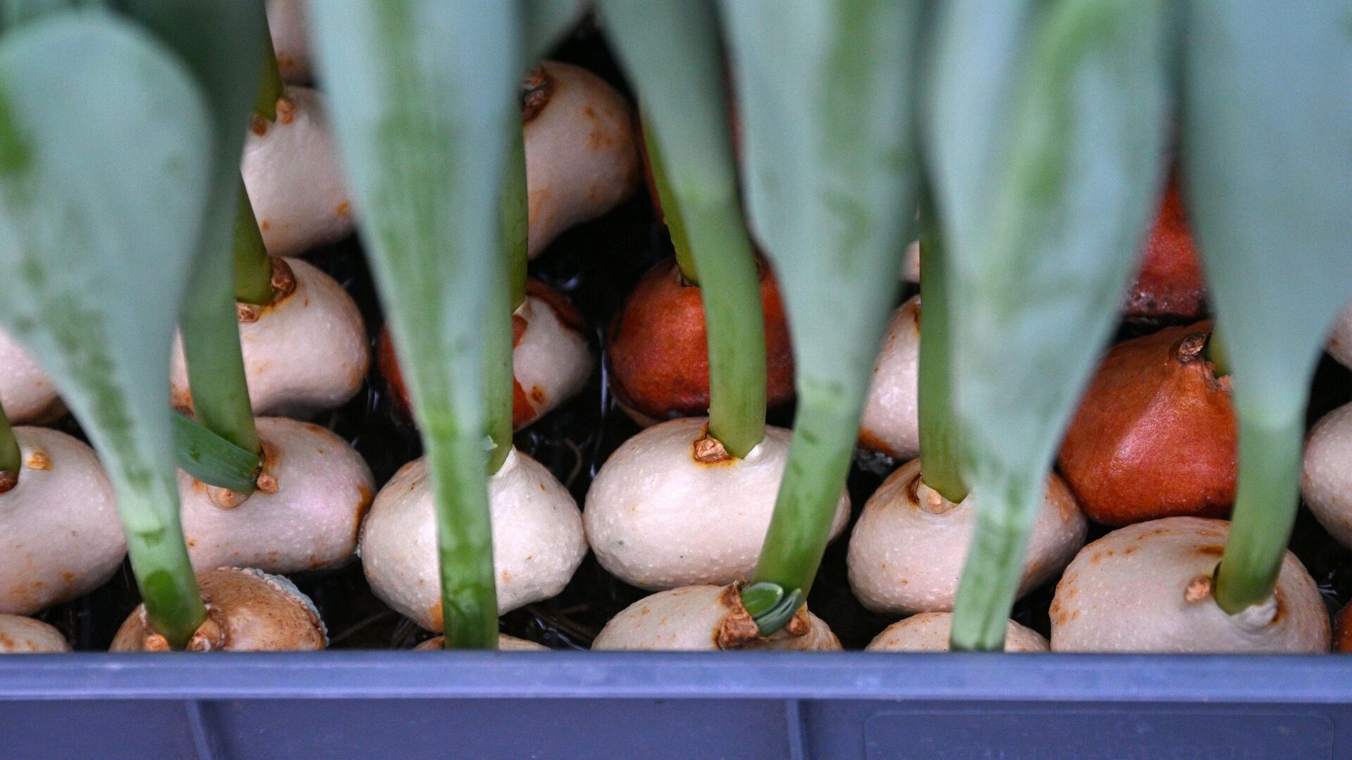 Тюльпаны - Sputnik Беларусь, 1920, 10.03.2026