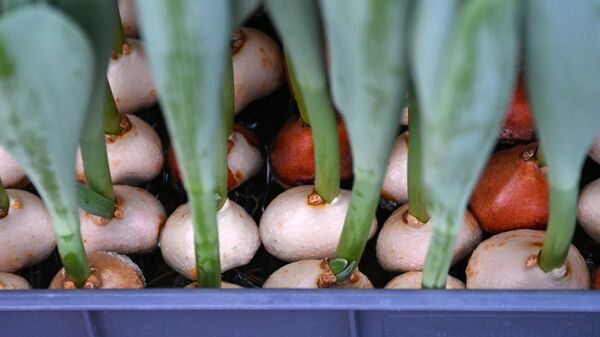 Тюльпаны - Sputnik Беларусь