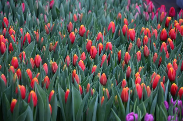 Тюльпаны - Sputnik Беларусь