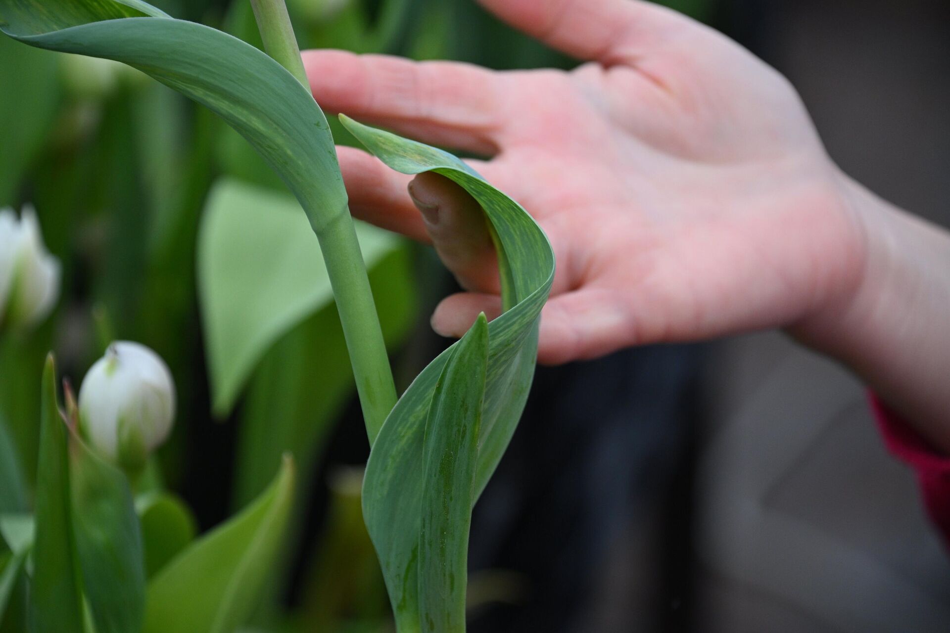 Тюльпаны - Sputnik Беларусь, 1920, 03.03.2026