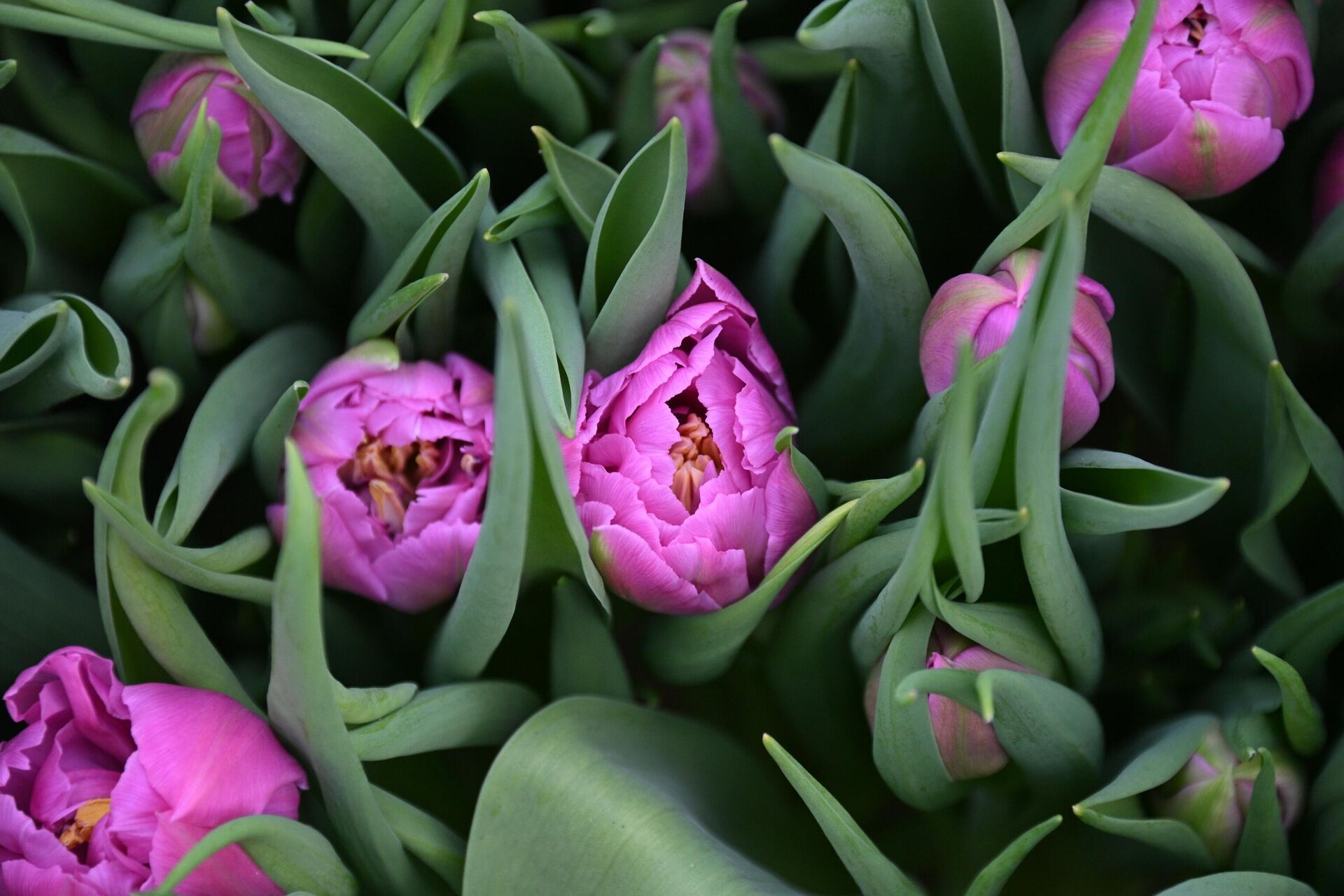 Тюльпаны - Sputnik Беларусь, 1920, 03.03.2026