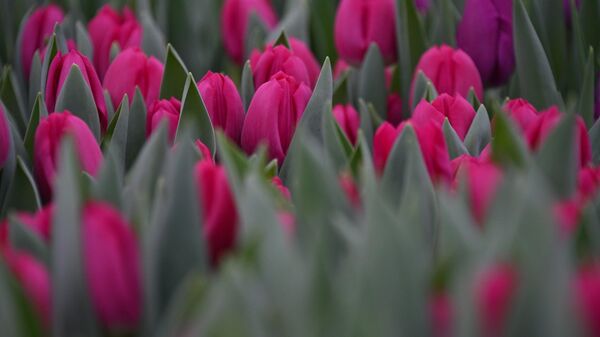 От желтых до попугайных: как семья из Заславля развивает цветочный бизнес - Sputnik Беларусь