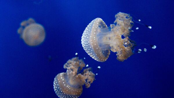 Медуза - Sputnik Беларусь