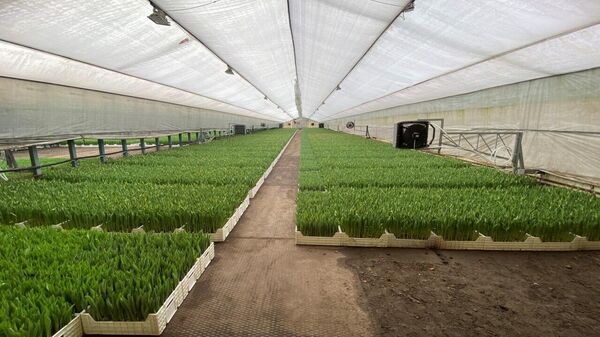 Выращивание тюльпанов - Sputnik Беларусь