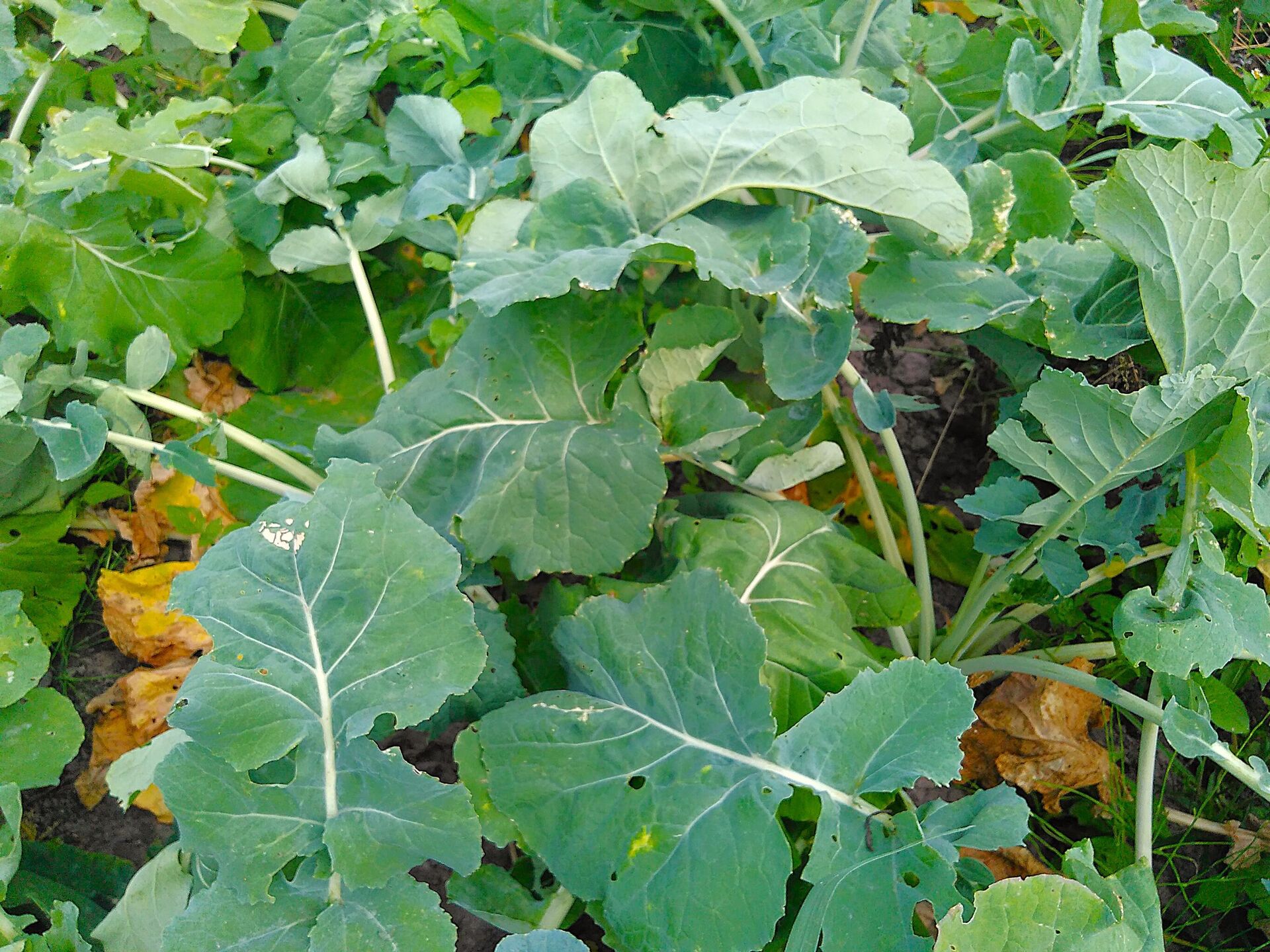 Бручка буяе - Sputnik Беларусь, 1920, 06.03.2026