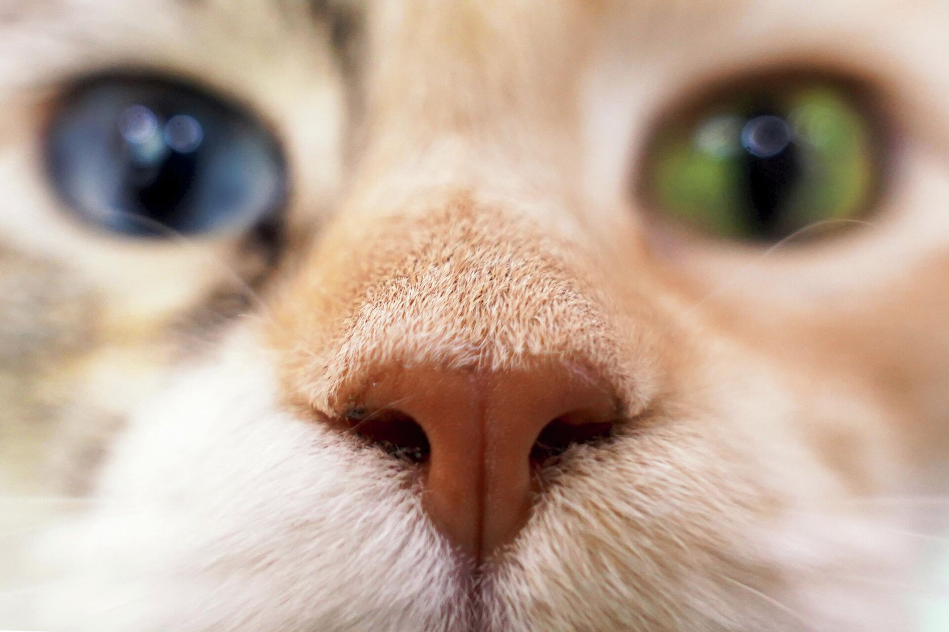 Кошачий нос - Sputnik Беларусь, 1920, 09.03.2026