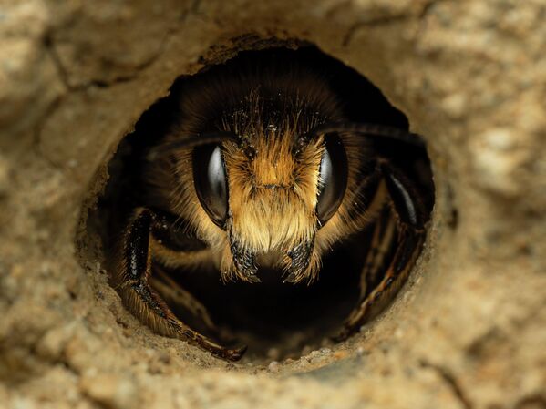 Фото под названием &amp;quot;На острие&amp;quot; автора Джейми Смарта стало победителем в категории &amp;quot;11 лет и младше&amp;quot;.Фотографу из Уэльса удалось запечатлеть, как пчела-листорез высовывается из самодельного &amp;quot;отеля&amp;quot; для пчел, который он построил собственными руками, чтобы разводить пчел в саду. 