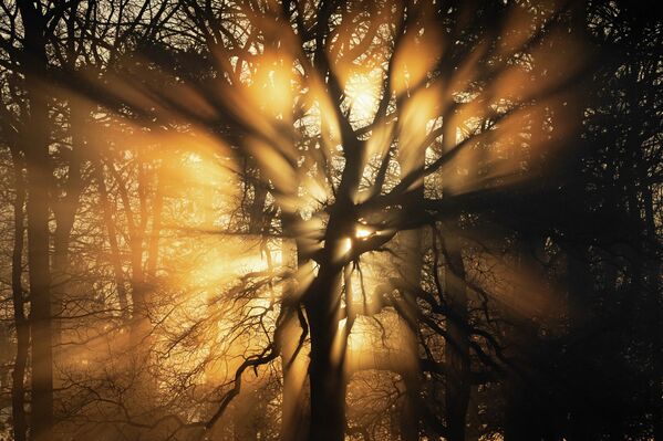 &amp;quot;Лучи света&amp;quot;, Марк Ричардсон (победитель в категории &amp;quot;Дикие леса&amp;quot;).Эта фотография была сделана автором на рассвете морозным зимним утром в парке Буши в Лондоне, как раз когда солнечный свет пробился сквозь кроны деревьев.