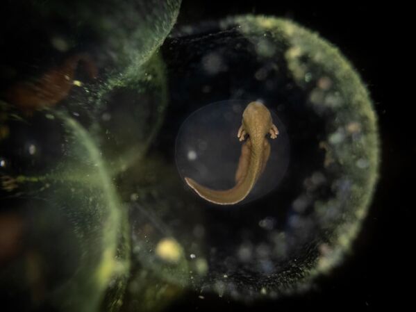 Фото под названием &amp;quot;Новая жизнь&amp;quot; Джулиана Террероса-Мартина стало победителем в категории &amp;quot;Скрытая Британия&amp;quot;.В заброшенном пруду рядом с собственным домом в Мессингеме, Англия, автор заснял макроснимок развивающегося эмбриона лягушки.&amp;quot;Даже в наших собственных садах мы можем наблюдать невероятные моменты из жизни дикой природы&amp;quot;, – говорит автор кадра.