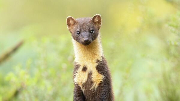 Снимок Standing Tall фотографа Alastair Marsh, победивший в категории Animal Portraits конкурса British Wildlife Photographer of the Year 2026 - Sputnik Беларусь