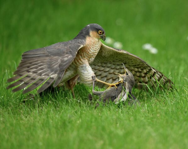 &amp;quot;Немезида&amp;quot;, Марк Паркер (победитель в категории &amp;quot;Поведение животных&amp;quot;).На фото, сделанном в Хартфордшире, ястреб-перепелятник хватает молодого скворца.&amp;quot;История, которую, как мне кажется, передает снимок, очевидна в зрительном контакте между двумя птицами&amp;quot;, – рассказал фотограф.