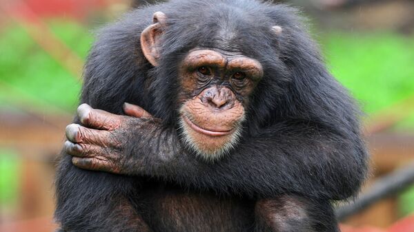 Шимпанзе - Sputnik Беларусь
