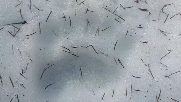 След медведя - Sputnik Беларусь