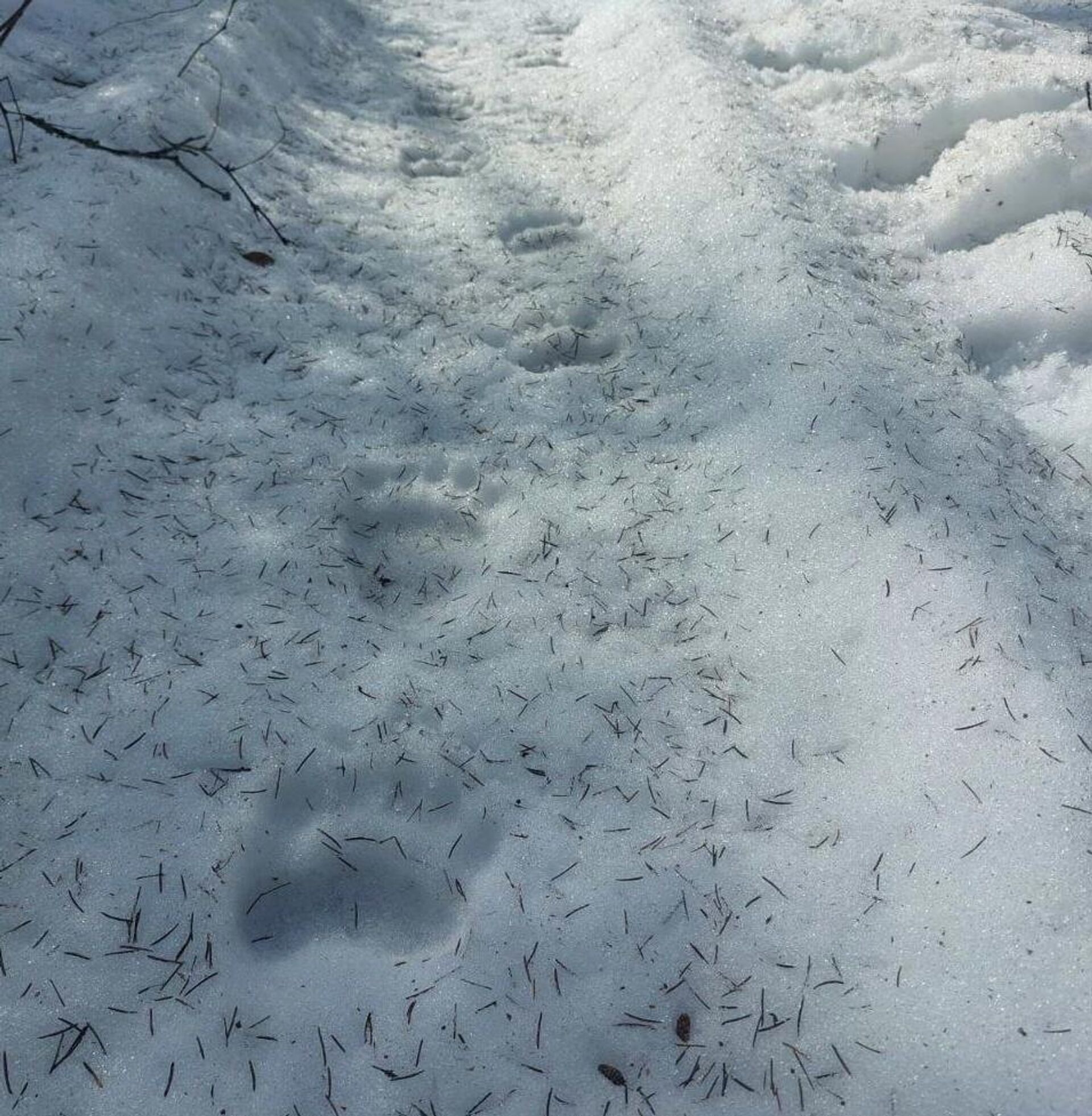 Следы медведя - Sputnik Беларусь, 1920, 12.03.2026