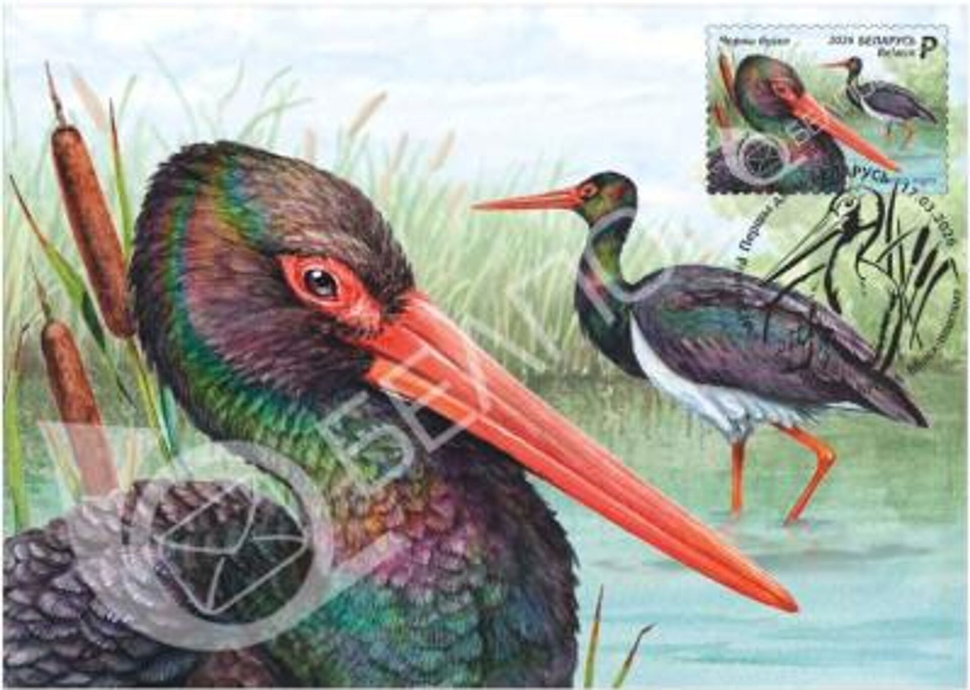 Почтовая марка Черный аист из серии Птицы Беларуси - Sputnik Беларусь, 1920, 16.03.2026