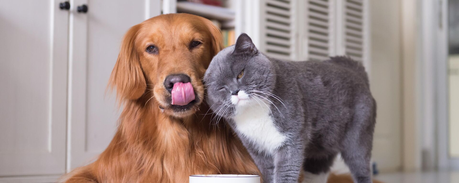 Кот и собака - Sputnik Беларусь, 1920, 17.03.2026