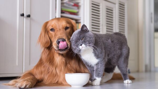 Кот и собака - Sputnik Беларусь