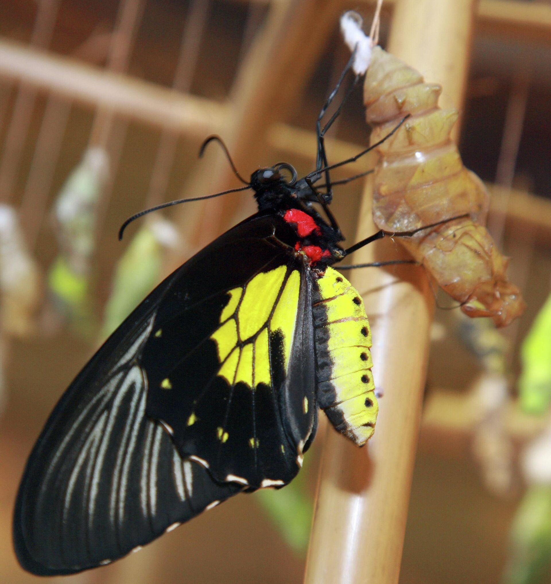 Выставка бабочек - Sputnik Беларусь, 1920, 17.03.2026