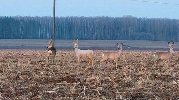 Самец-альбинос косули европейской на поле в Лидском районе - Sputnik Беларусь