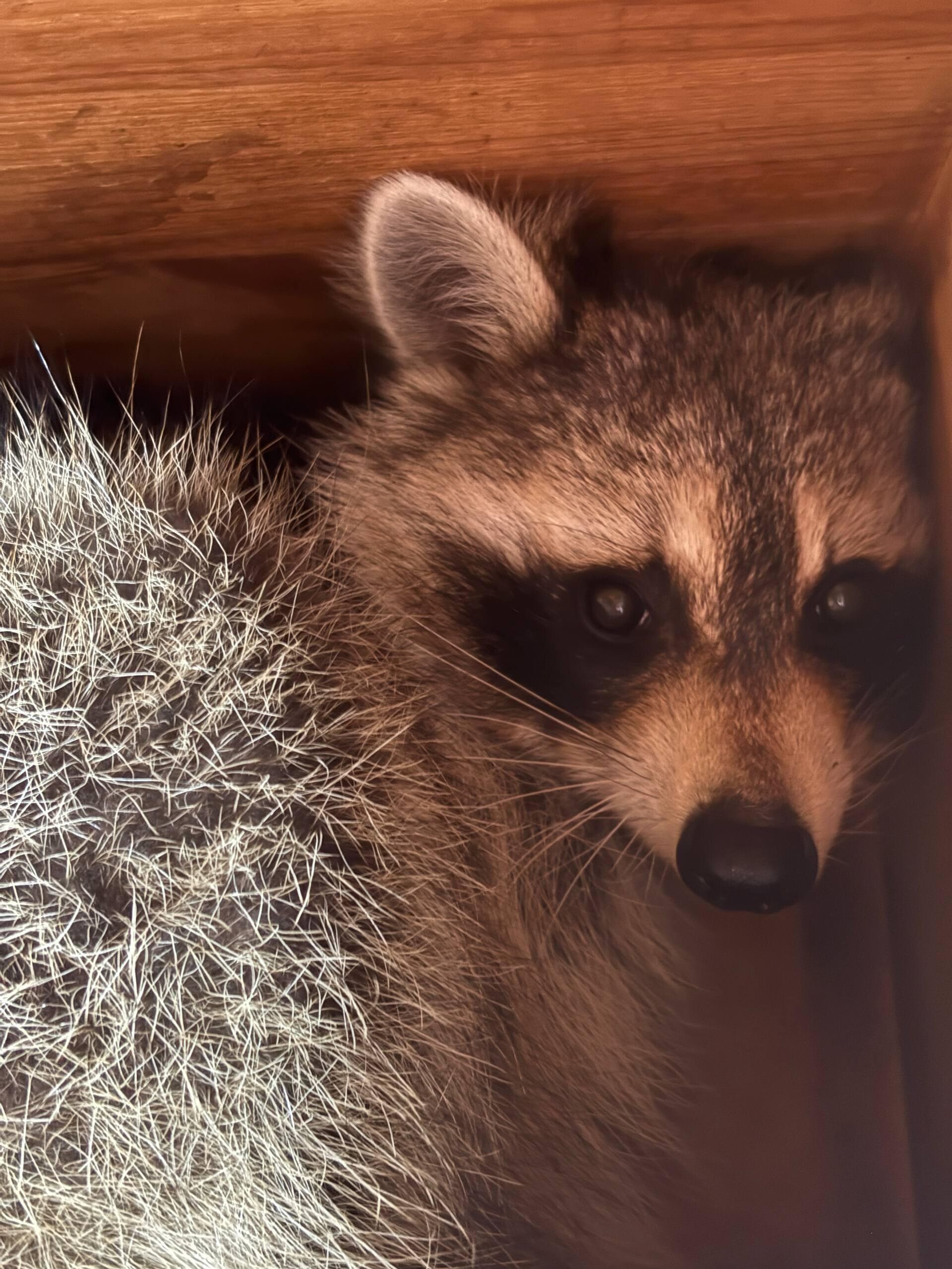 Енот-путешественник - Sputnik Беларусь, 1920, 18.03.2026