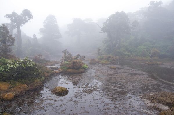 Островной лес Якусима в Японии - Sputnik Беларусь