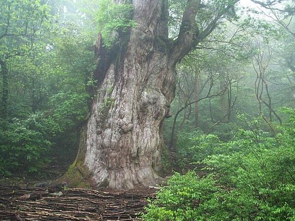 Крупнейший экземпляр криптомерии: Дземонсуги на острове Яку (яп. Якусима) в Японии.Японские кедры-якусуги, или криптомерии — символ острова Якусима. Когда криптомерия достигает тысячелетнего возраста, она получает собственное имя. - Sputnik Беларусь