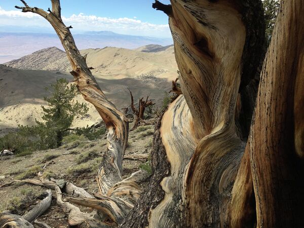 Древний лес Бристлекоун расположен в Белых горах (Калифорния, США) в национальном лесу Иньо, на высоте более 3 км. Это место произрастания самых старых деревьев на Земле — сосны остистой (Pinus longaeva), возраст некоторых экземпляров, включая знаменитый "Мафусаил", превышает 4800 лет.Фотография сделана на высоте 11 000 футов.  - Sputnik Беларусь