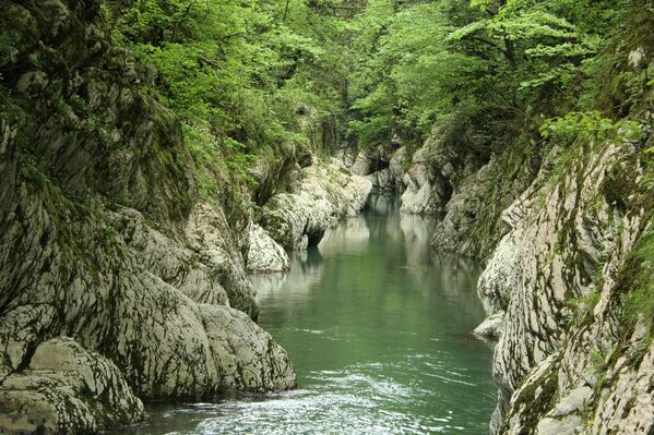 Тисо-самшитовая роща (300 га): 1 км от Хосты вверх по течению реки Хоста, Хостинский район, Сочи, Краснодарский край. - Sputnik Беларусь