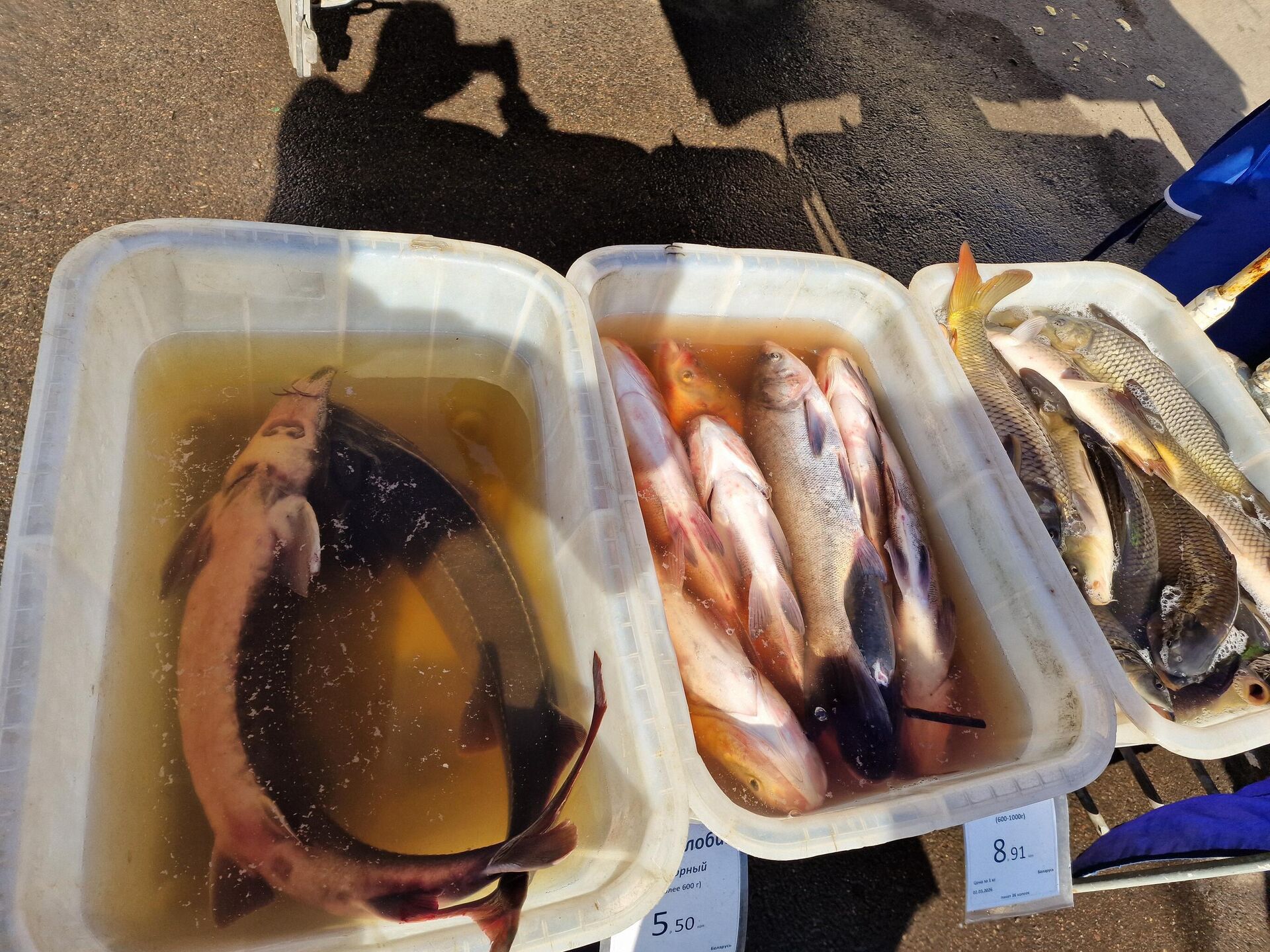 Рыба на Комаровском рынке - Sputnik Беларусь, 1920, 26.03.2026
