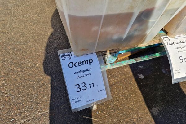 Рыба на Комаровском рынке - Sputnik Беларусь