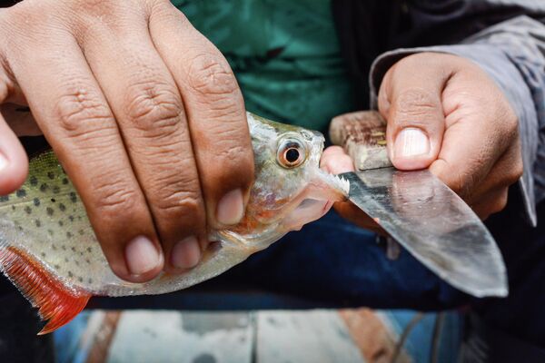 Пиранья, выловленная в Амазонке.  Амазонка — одна из самых опасных рек в мире из-за уникального сочетания агрессивной фауны (здесь водятся пираньи, кайманы, анаконды, ядовитые рыбы) и непредсказуемой стихии. Основные угрозы реки включают смертельные инфекции, паразитов, малярийных комаров, а также сильные течения, глубину и сезонные колебания уровня воды, делающие плавание крайне рискованным. - Sputnik Беларусь