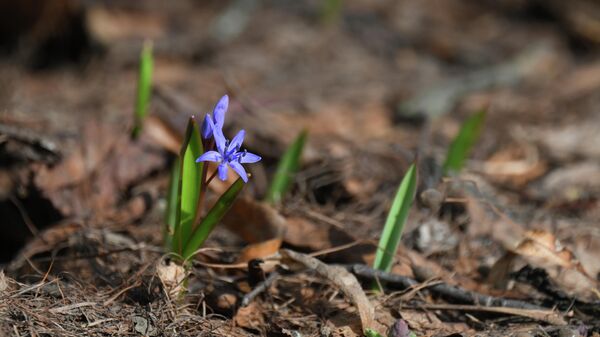 Весна - Sputnik Беларусь