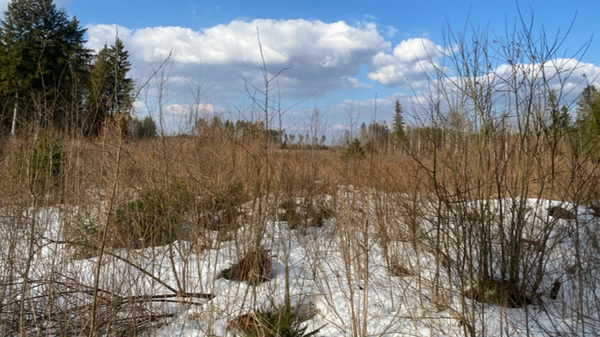 Вырубка в лесу - Sputnik Беларусь