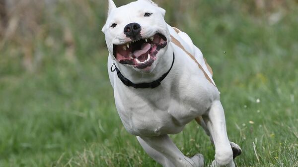 Собака покусала прохожего в Могилеве: какой приговор вынесен хозяйке