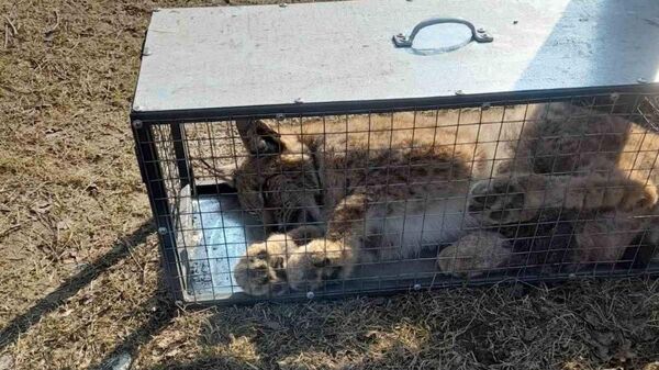 Травмированную рысь нашли в Новогрудском районе и отправили на лечение
