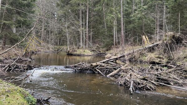 Запреты на посещение лесов сохраняются в трех районах Беларуси