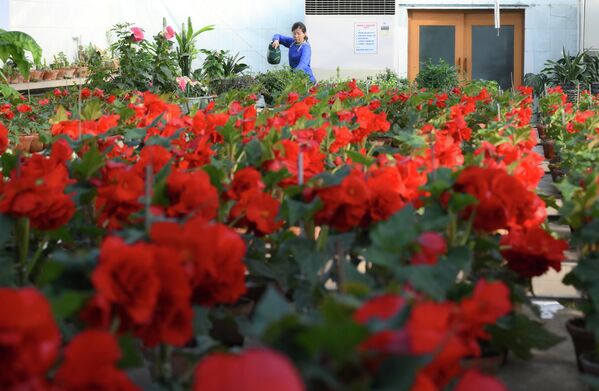 Теплица с бегониями Кимченирхва (гибридная бегония, сорт, выведенный в честь Ким Чен Ира) в Ботаническом саду. - Sputnik Беларусь