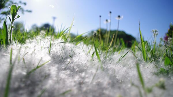 Как аллергикам пережить сезон цветения – советы врача