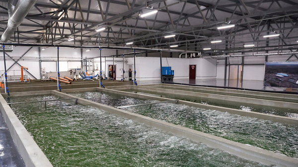 Лукашенко посещает Могилевскую область