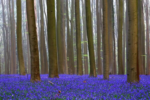 Цветение диких колокольчиков в Голубом лесу Бельгии - Sputnik Беларусь