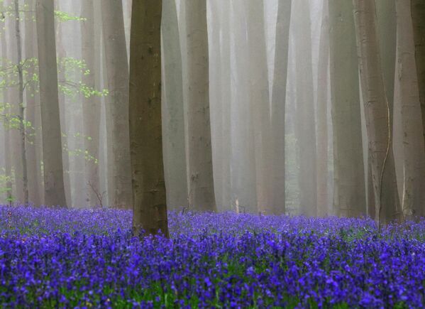 Цветение диких колокольчиков в Голубом лесу Бельгии - Sputnik Беларусь